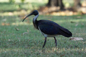 Ibis im Northern Territory - Australien
