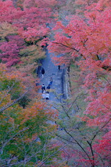 japan autumn leaves