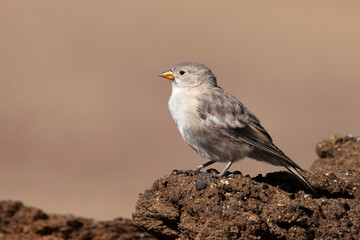 Black-winged Snowfinch, Montifringilla adamsi, Ladakh, India
