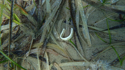Plastic garbage underwater, Aegean Sea, Greece, Skiathos island, Vasilias beach