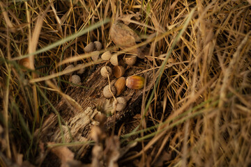 acorns lie on a piece of dry tree bark, among the grass