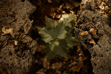 small plant sprouts between broken stump