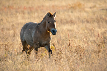 Naklejka premium Przewalski's horse (Mongolian wild horse) in autumn steppe. A rare and endangered horse specie, reintroduced at the steppes of South Ural