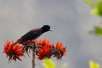 Maroon Oriole, Oriolus traillii, Pangolakha Wildlife Sanctuary, Sikkim, India