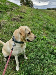 labrador retriever puppy