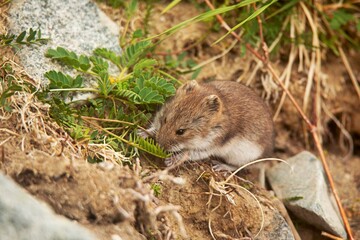 Stoliczka's Mountain Vole, Alticola stoliczkanus, Ladakh, India.