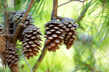 pine cones