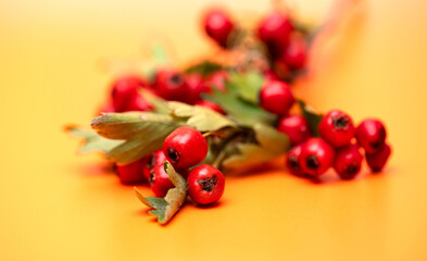 branch with hawthorn berries