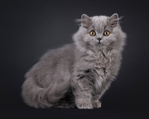 Fluffy blue British Longhair cat kitten, standing side ways. Looking straight to camera. Isolated on a black background.