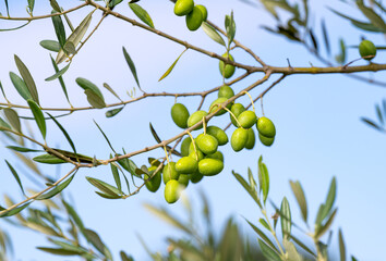 trees with green olives
