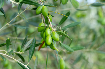 trees with green olives