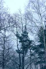 Winter nature blurred snowfall background.