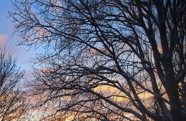 Bare tree branches in a park at sunset on a winter day.