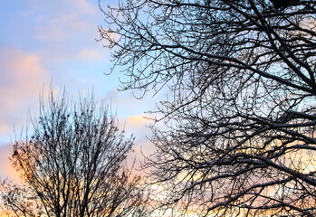 Bare tree branches in a park at sunset on a winter day.