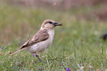 Hume's Ground-tit, Ground Tit, Pseudopodoces humilis, tso Kar, Ladakh, India
