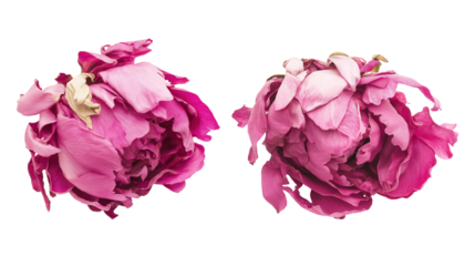 Two dried peony pink blooms with layered petals image isolated transparent. Soft voluminous texture floral cut out photo png. Preserved paeonia cutouts elements objects photography