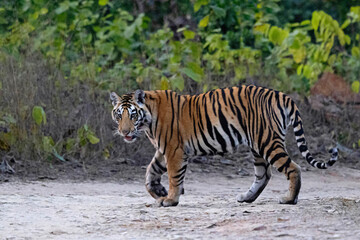 Royal Bengal Tiger, Panthera tigris, subadult male, Panna Tiger Reserve, Madhya Pradesh, India