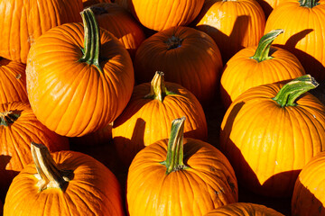 Full Frame Image of a Group of Pumpkins on a Sunny Autumn Day