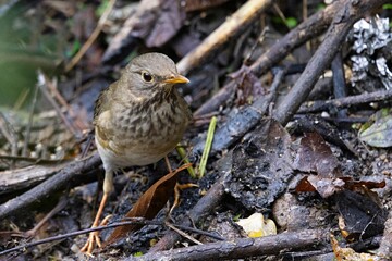 Tickell's Thrush, Turdus unicolor, Sikkim, India