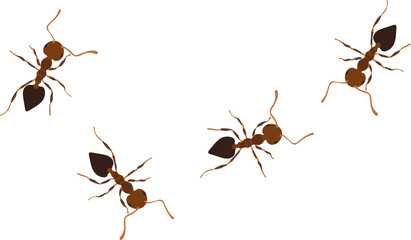 Harmless Ants Line Illustration Isolated on White Background