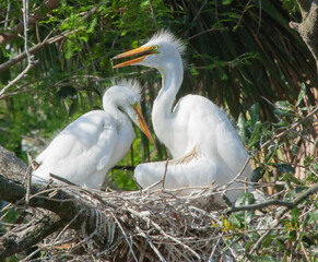 White heron chicks