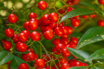 Red berries growing on a bush