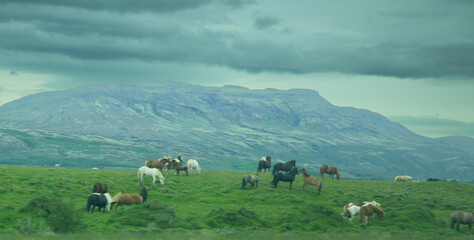 Icelandic horses in a field