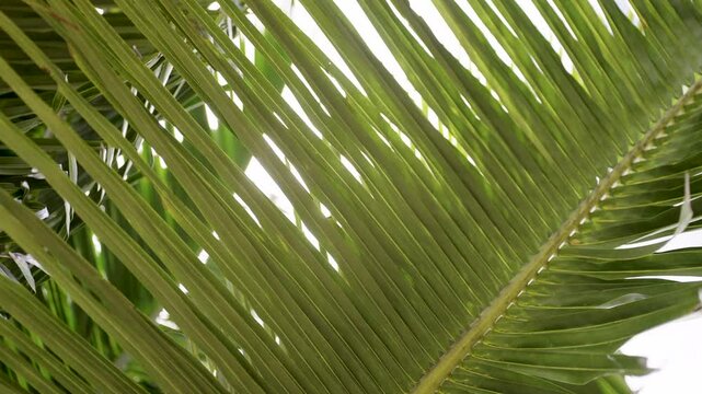 close up of palm leaf against sky. tropical coconut trees blow wind sunny background. Low angle view sunlight bright summer.