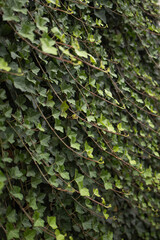 Green ivy leaves as a background