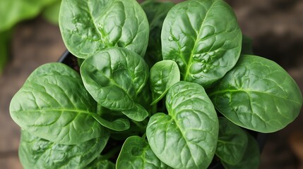 Freshly harvested spinach leaves in a small pot on a wooden surface, displaying vibrant green colors and healthy textures