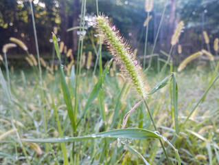 Due and sunlight Setaria pumila Close up view sunlight 