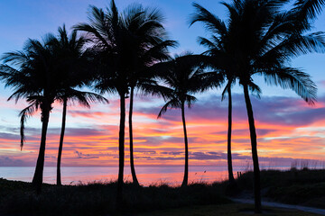 Colorful Tropical Sunrise Over Deerfield Beach, Florida with Palm Trees Silhouetted Against Vibrant...