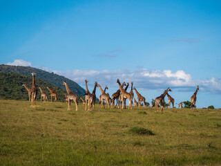 Giraffe girraffe safari kenya masai mara park wild animals © Fulop