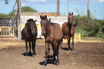 portrait of a horse