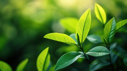 Obraz premium Fresh Green Leaves in Natural Light