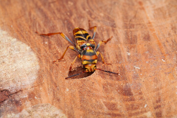 Xylotrechus chinensis, mulberry borer beetle (Coleoptera: Cerambycidae) photographed in Sagunto, Valencia province, Spain, invasive pest species causing wood damage to mulberry trees.