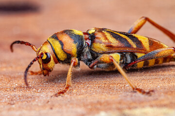 Xylotrechus chinensis, mulberry borer beetle (Coleoptera: Cerambycidae) photographed in Sagunto, Valencia province, Spain, invasive pest species causing wood damage to mulberry trees.