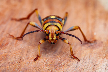 Xylotrechus chinensis, mulberry borer beetle (Coleoptera: Cerambycidae) photographed in Sagunto, Valencia province, Spain, invasive pest species causing wood damage to mulberry trees.