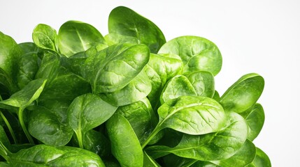 Obraz premium Fresh Green Spinach Leaves on White Background