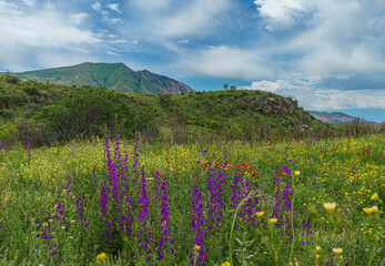 The beautiful flowers of nature