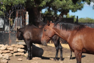 Fototapeta premium portrait of a horse