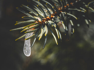 Needles in snow against the background of sunlight