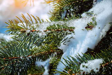Needles in snow against the background of sunlight