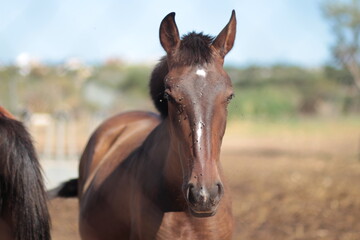Fototapeta premium portrait of a horse