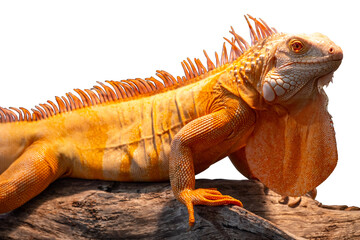 Portrait side view of a gold chameleon, Chamaeleo calyptratus on dry tree branch, isolated on transparent background, PNG File