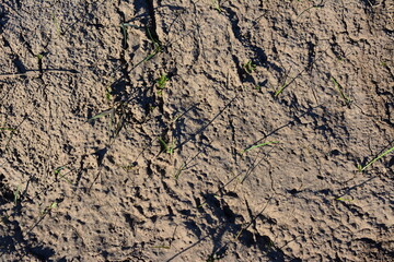 a pattern of dirty field with grass in the foreground top view