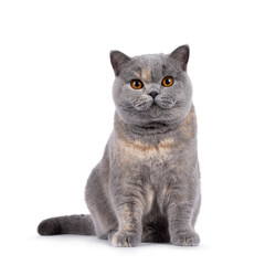 Excellent young blue tortie British Shorthair cat, sitting up facing front. Looking towards camera with deep orange eyes. Isolated on a white background.