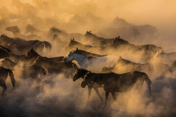 Fototapeta premium Wild Yilki Horses (Vahşi Yılkı Atları) in the Dust Drone Photo, Hürmetci Village Hacılar, Kayseri Turkiye (Turkey)