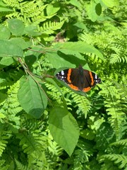 butterfly on a leaf