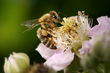 Westliche Honigbiene (Apis mellifera) sammelt Pollen auf den Staubblättern einer rosa Brombeerblüte (Rubus fruticosus) - Baden-Württemberg, Deutschland